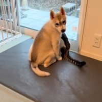 窓の手前にいる赤ちゃん犬