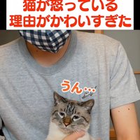 困った顔の猫