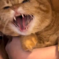 威嚇する猫