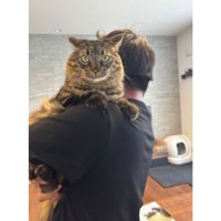 男性に抱かれる猫