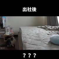 ベッドに飛び乗ろうとしている猫