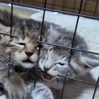 並んで鳴いている子猫たち
