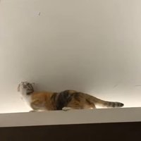 虫を見上げるモモちゃん