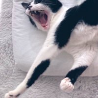 あくびをする猫