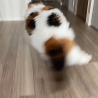 空中で方向転換する猫