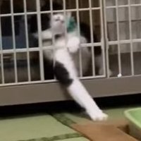ケージから前足を出す猫