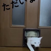 猫用通路を通る猫