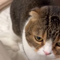 ベッドの上に立っている猫