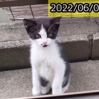 外にいる子猫