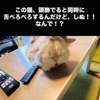投稿主さんに頭を撫でられ舌をぺろぺろするミヌエット