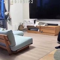 箱に入ろうとする猫