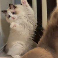 驚きの表情をする猫