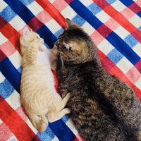 布団の上でくつろぐキジトラ猫と赤ちゃん猫