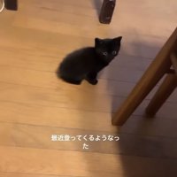 フローリングの上でお座りをしている黒猫