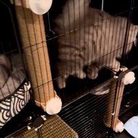 落ち着かない猫