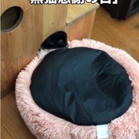 ベッドの匂いを嗅いでいる猫