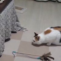 こたつを見つめる三毛猫