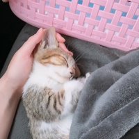 頭をなでられ寝る子猫