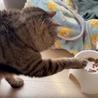 猫たちとごはん皿