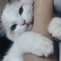 ママさんの腕に抱き付く子猫