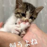 人の手のひらで後ろ足をなめる子猫