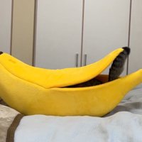 バナナ型ハウスの隙間から見える猫のしっぽ