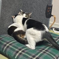 ケンカする2匹の猫