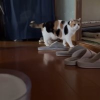 三毛猫さんとスリッパ