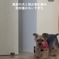 方向転換して帰っていく犬さん