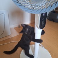 扇風機に登ろうとするぎんじくん