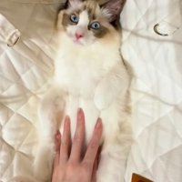目をぱっちり開ける猫