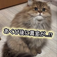 口を閉じるぷんちゃん