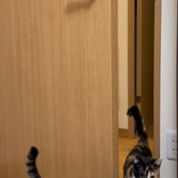ドアの向こうへと歩いていく猫