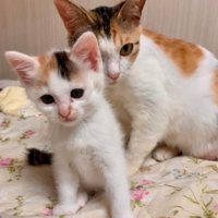 子猫の後ろにいる成猫