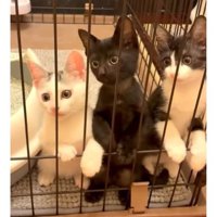 ケージの中にいた子猫たち