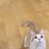 お座りをしている子猫