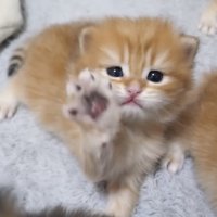 トラちゃん2匹目