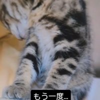 体をひねって後ろを見る猫
