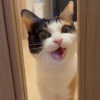 ドアの前にいる猫