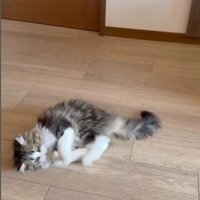 ボールを蹴っている猫