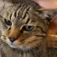 飼い主に甘える猫