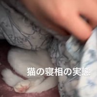 めくった布団の下から見える猫の足
