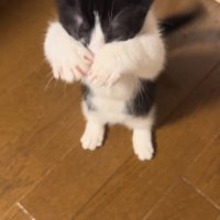 後ろ足で立って前足を動かす子猫