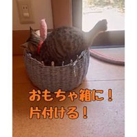 箱に入る猫