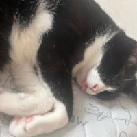 室内にいる猫