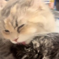 黒系の猫をなめる白毛の猫