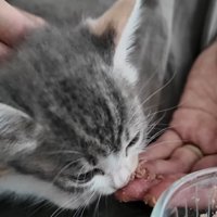 投稿主さんの手からごはんを食べる子猫