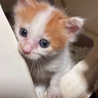 猫トイレから顔を出す子猫