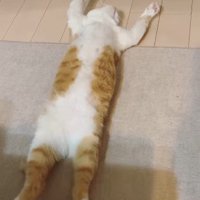 仰向けで伸びている猫