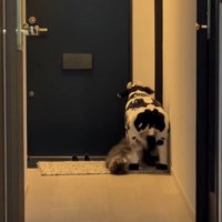 牛の人形と遊ぶ猫